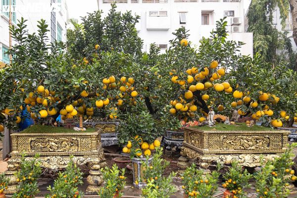 Cây Bưởi Cảnh – Ý Nghĩa Phong Thủy, Cách Trồng Và Chăm Sóc Hiệu Quả