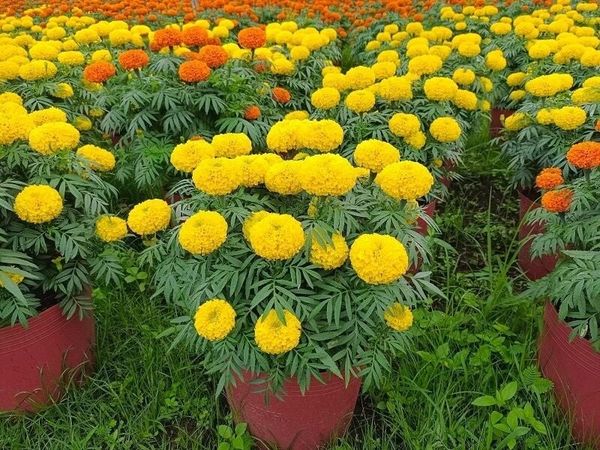 Top Các Loại Hoa Cắm Tết Đẹp – Mang May Mắn, Rước Lộc Đầu Năm