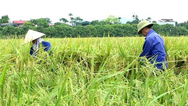 Giải pháp phục hồi cho cây lúa sau ảnh hưởng của bão