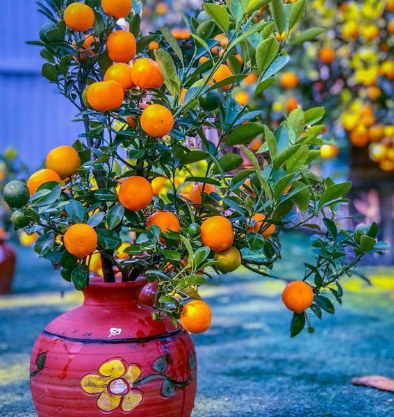 Cây Quất Chưng Tết: Ý Nghĩa, Cách Trồng Và Chăm Sóc Đúng Kỹ Thuật