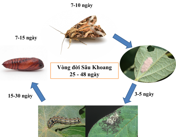 CÁC LOẠI SÂU BỆNH HẠI HOA CÚC TẾT VÀ CÁCH XỬ LÝ HIỆU QUẢ