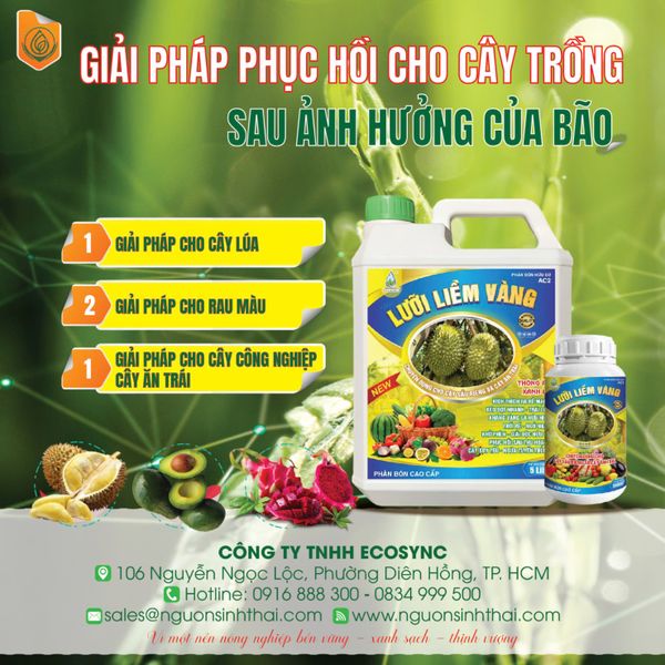 Giải pháp phục hồi cho cây lúa sau ảnh hưởng của bão