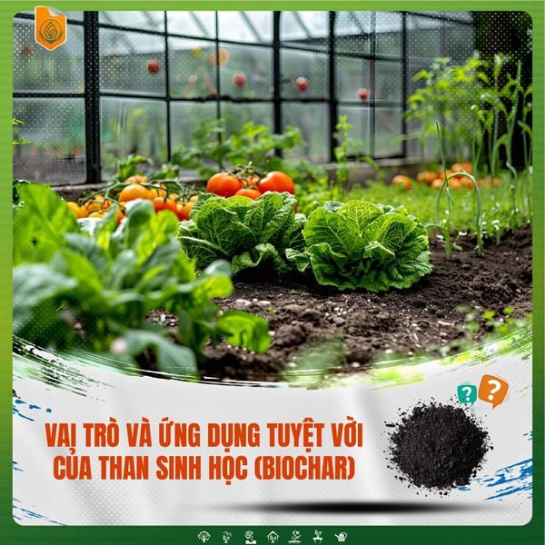 Vai trò và ứng dụng tuyệt vời của than sinh học (Biochar) trong canh tác nông nghiệp