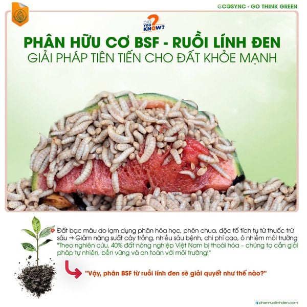 Phân hữu cơ BSF từ ruồi lính đen – Giải pháp cải tạo đất bền vững cho nông nghiệp hiện đại