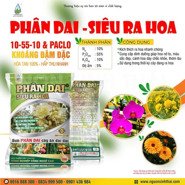 Kỹ Thuật Phục Hồi Hoa Hồng Sau Tết Hiệu Quả, Cây Khỏe Nhanh, Ra Chồi Mạnh