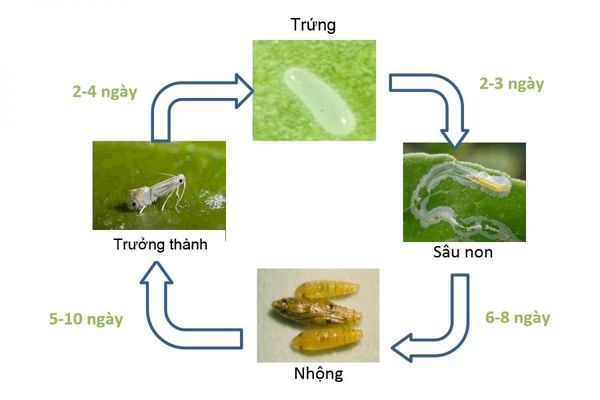 CÁC LOẠI SÂU BỆNH HẠI HOA CÚC TẾT VÀ CÁCH XỬ LÝ HIỆU QUẢ