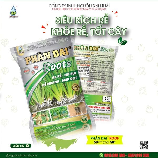 Cách chăm mai vàng sau Tết đúng kỹ thuật giúp cây khỏe mạnh, ra hoa nhiều năm sau