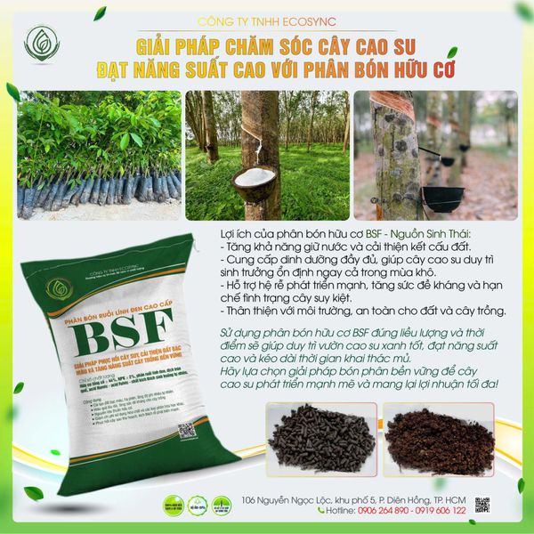 Giải pháp chăm sóc cây cao su đạt năng suất cao với phân bón hữu cơ BSF