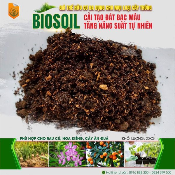 Hướng Dẫn Thay Đất, Đổi Chậu Cho Cây Mai Sau Dịp Tết – Kỹ Thuật Đơn Giản, Hiệu Quả