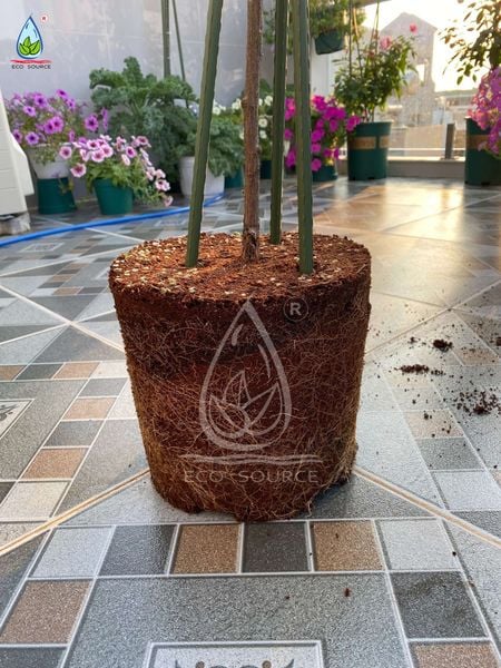 Kỹ Thuật Phục Hồi Hoa Hồng Sau Tết Hiệu Quả, Cây Khỏe Nhanh, Ra Chồi Mạnh