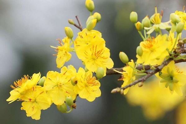 Cách chăm mai vàng sau Tết đúng kỹ thuật giúp cây khỏe mạnh, ra hoa nhiều năm sau