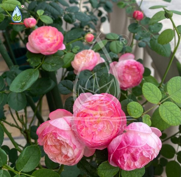 Kỹ Thuật Phục Hồi Hoa Hồng Sau Tết Hiệu Quả, Cây Khỏe Nhanh, Ra Chồi Mạnh