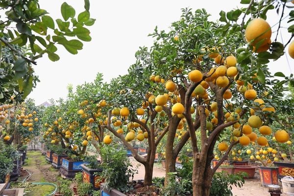 Cây Bưởi Cảnh – Ý Nghĩa Phong Thủy, Cách Trồng Và Chăm Sóc Hiệu Quả