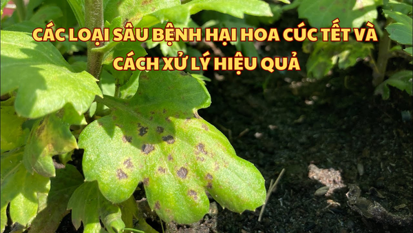 CÁC LOẠI SÂU BỆNH HẠI HOA CÚC TẾT VÀ CÁCH XỬ LÝ HIỆU QUẢ