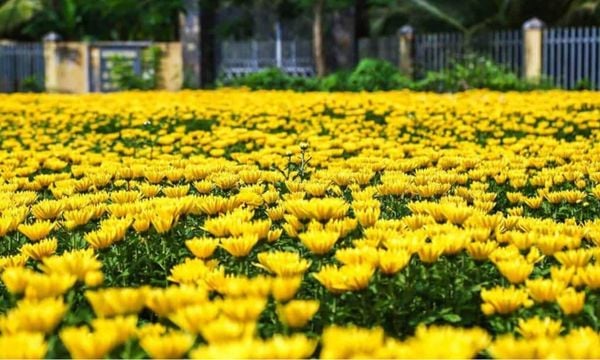 LỊCH GIEO HẠT VÀ TRỒNG HOA CÚC ĐỂ NỞ ĐÚNG DỊP TẾT