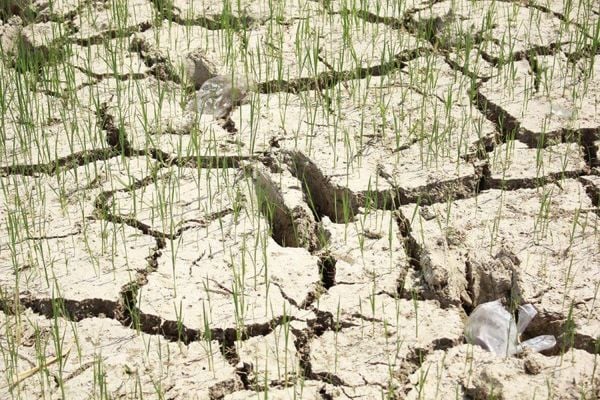 Phân Ruồi Lính Đen BSF Sinh Học – Giàu Dinh Dưỡng, Cải Tạo Đất Bền Vững