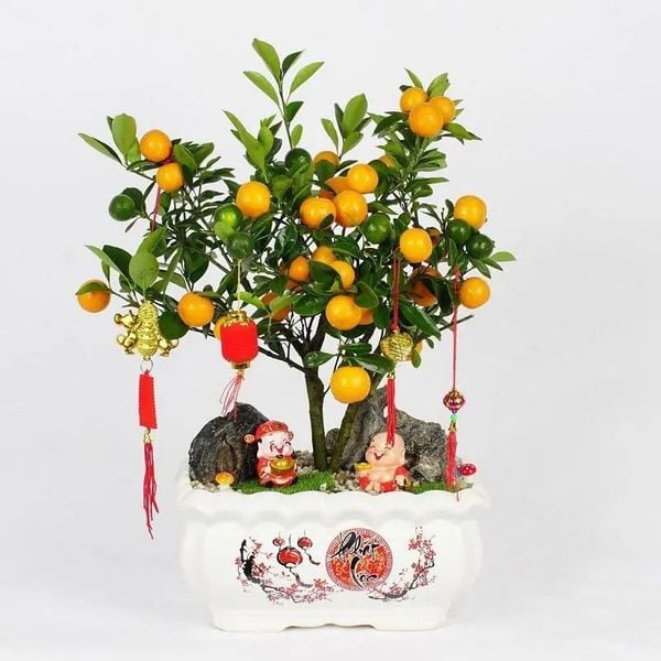 Cây Quất Chưng Tết: Ý Nghĩa, Cách Trồng Và Chăm Sóc Đúng Kỹ Thuật