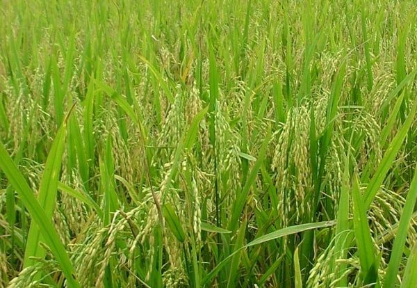 Giải pháp phục hồi cho cây lúa sau ảnh hưởng của bão