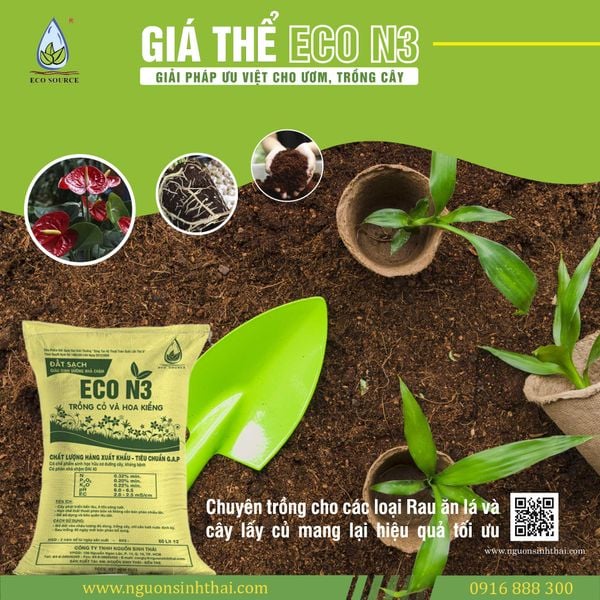 Kỹ Thuật Phục Hồi Hoa Hồng Sau Tết Hiệu Quả, Cây Khỏe Nhanh, Ra Chồi Mạnh