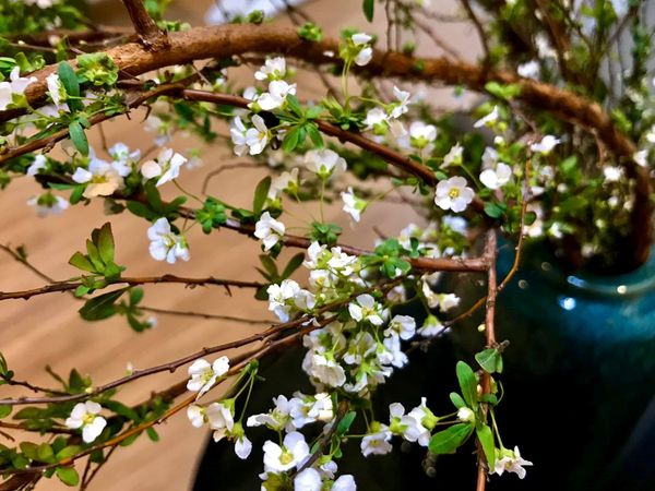 Top Các Loại Hoa Cắm Tết Đẹp – Mang May Mắn, Rước Lộc Đầu Năm