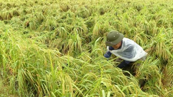 Giải pháp phục hồi cho cây lúa sau ảnh hưởng của bão