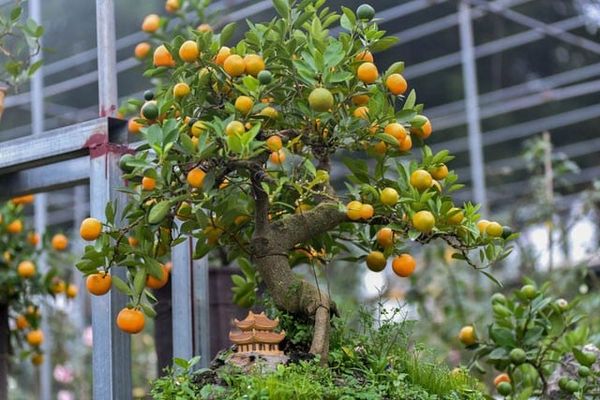 Cây Quất Chưng Tết: Ý Nghĩa, Cách Trồng Và Chăm Sóc Đúng Kỹ Thuật