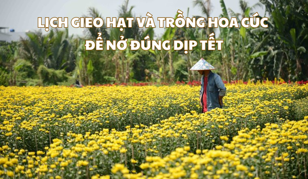 LỊCH GIEO HẠT VÀ TRỒNG HOA CÚC ĐỂ NỞ ĐÚNG DỊP TẾT