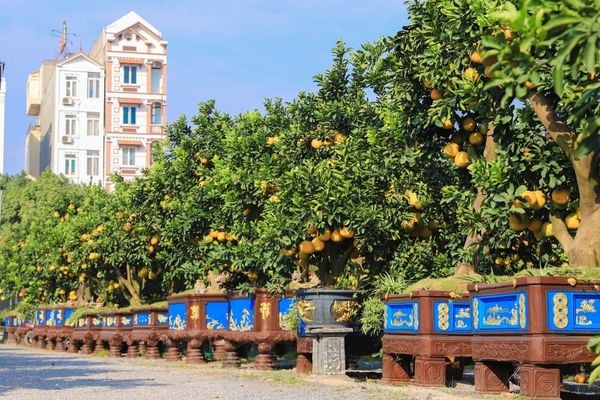 Cây Bưởi Cảnh – Ý Nghĩa Phong Thủy, Cách Trồng Và Chăm Sóc Hiệu Quả