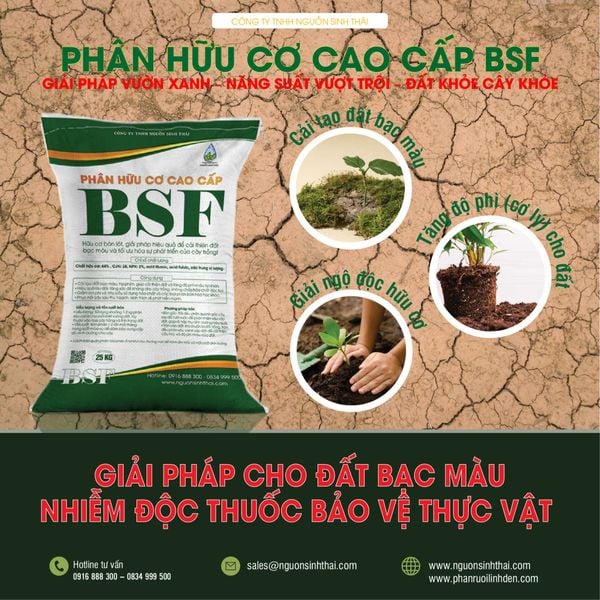 Giải pháp chăm sóc cây cao su đạt năng suất cao với phân bón hữu cơ BSF