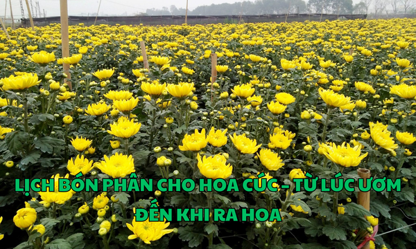 LỊCH BÓN PHÂN CHO HOA CÚC – TỪ LÚC ƯƠM ĐẾN KHI RA HOA