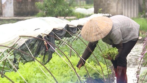 Giải pháp phục hồi cho rau màu sau ảnh hưởng của bão