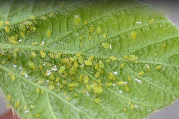 CÁC LOẠI SÂU BỆNH HẠI HOA CÚC TẾT VÀ CÁCH XỬ LÝ HIỆU QUẢ