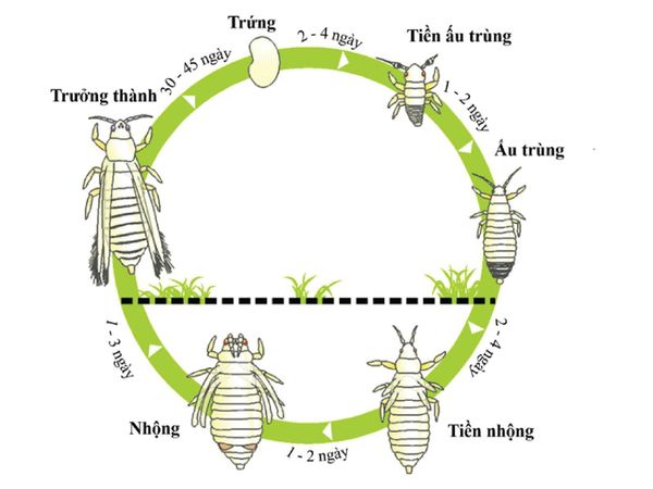 CÁC LOẠI SÂU BỆNH HẠI HOA CÚC TẾT VÀ CÁCH XỬ LÝ HIỆU QUẢ