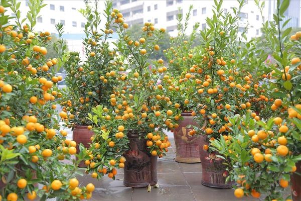 Cây Quất Chưng Tết: Ý Nghĩa, Cách Trồng Và Chăm Sóc Đúng Kỹ Thuật