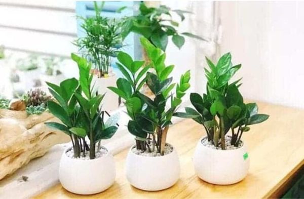 Nên cất vàng ở trong các chậu cây