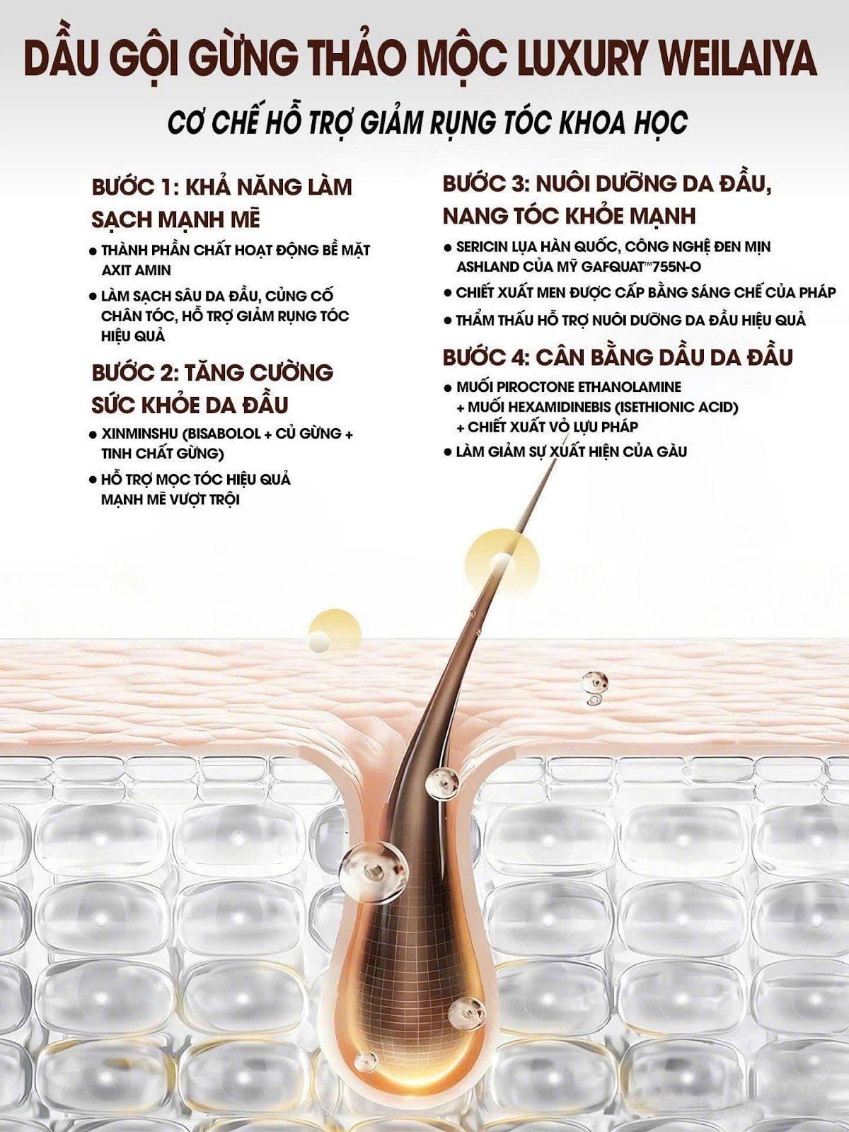 Cơ chế giảm rụng tóc của bộ gội xả gừng luxury Weilaiya