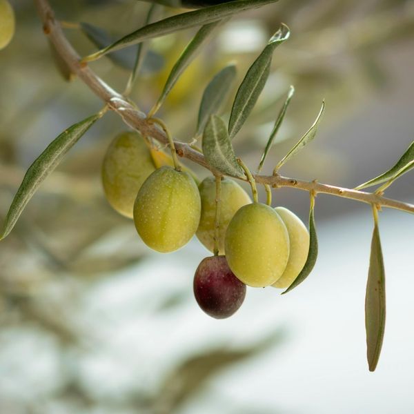 Oliu gắn liền với văn minh Địa Trung Hải từ hàng nghìn năm