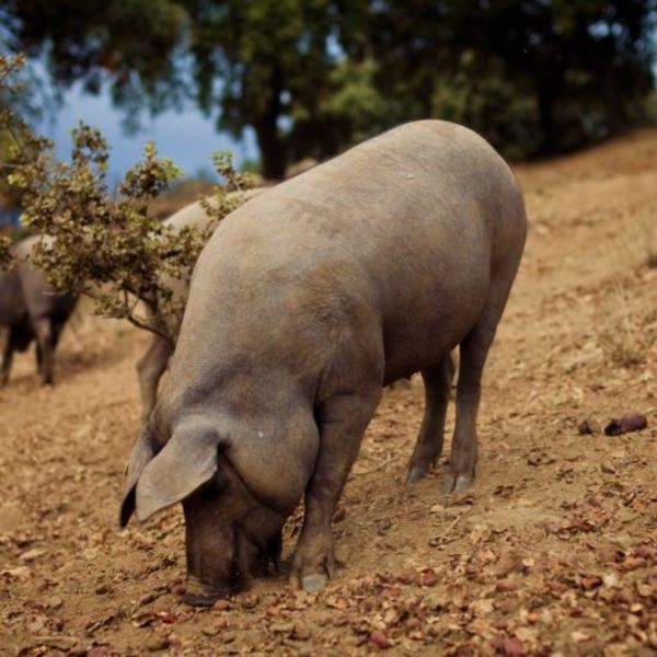 heo-den-iberia-dac-huu