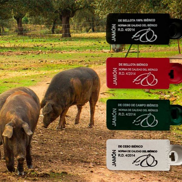 phan-biet-cac-loai-iberico-qua-nhan-mau