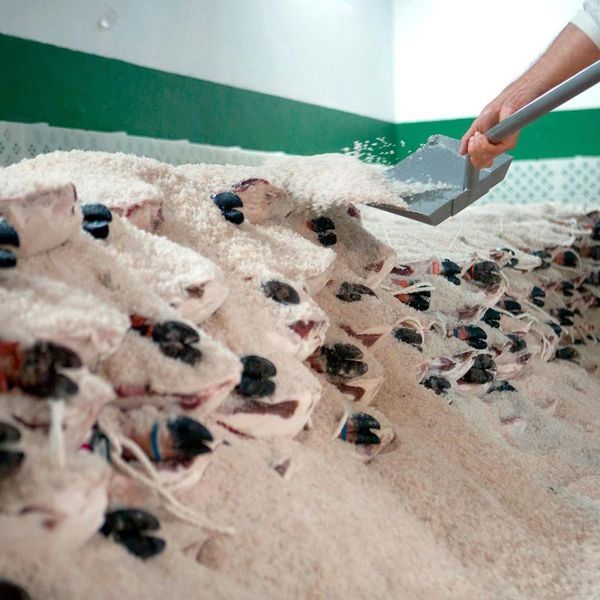 qua-trinh-u-muoi-dui-heo-muoi