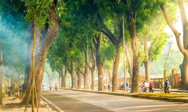 Phố Hoàng Diệu – Yên bình với cây cổ thụ mùa thu Hà Nội