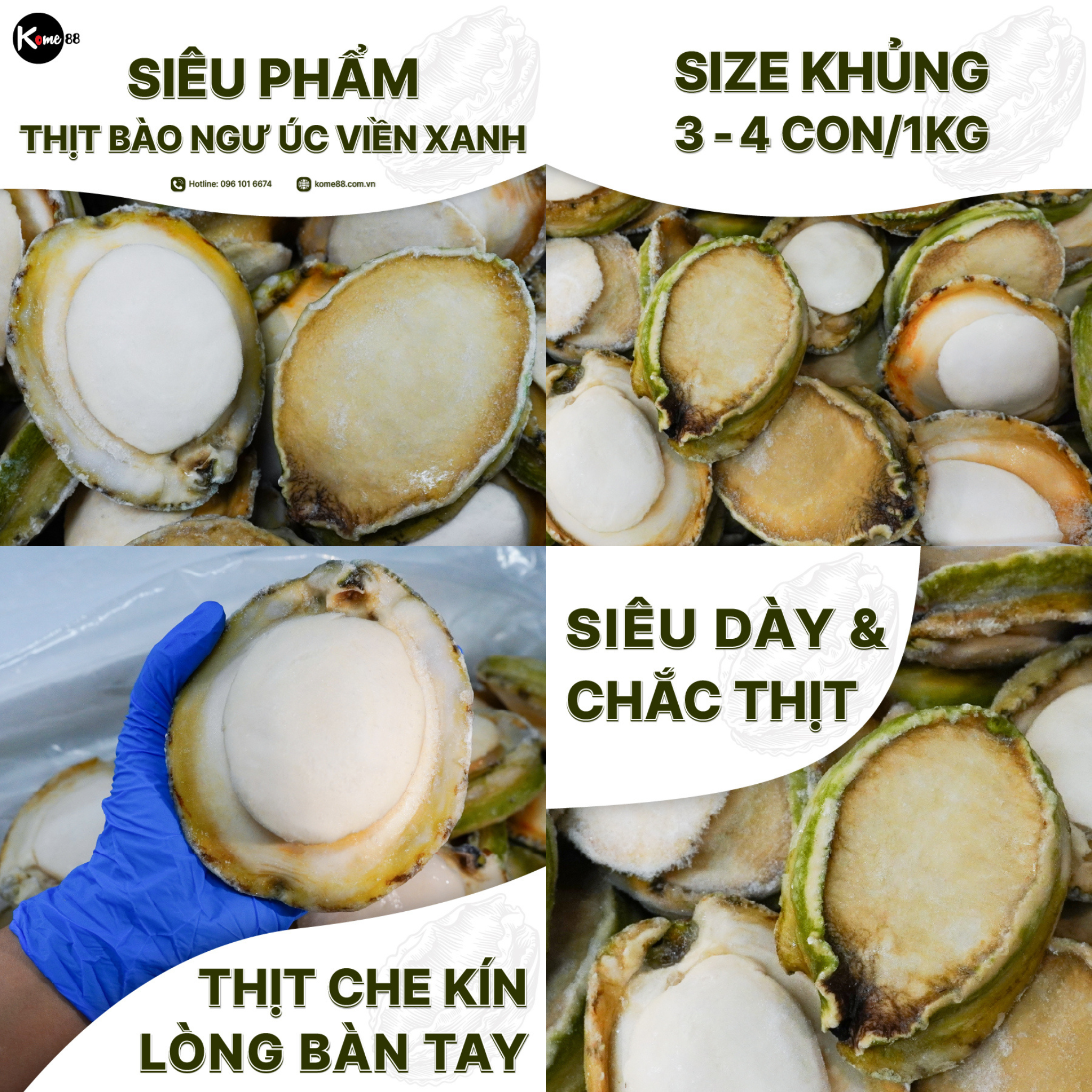 Bào ngư Úc viền xanh khổng lồ