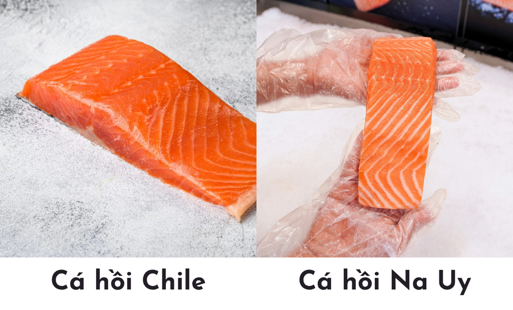 cá hồi na uy và cá hồi chile