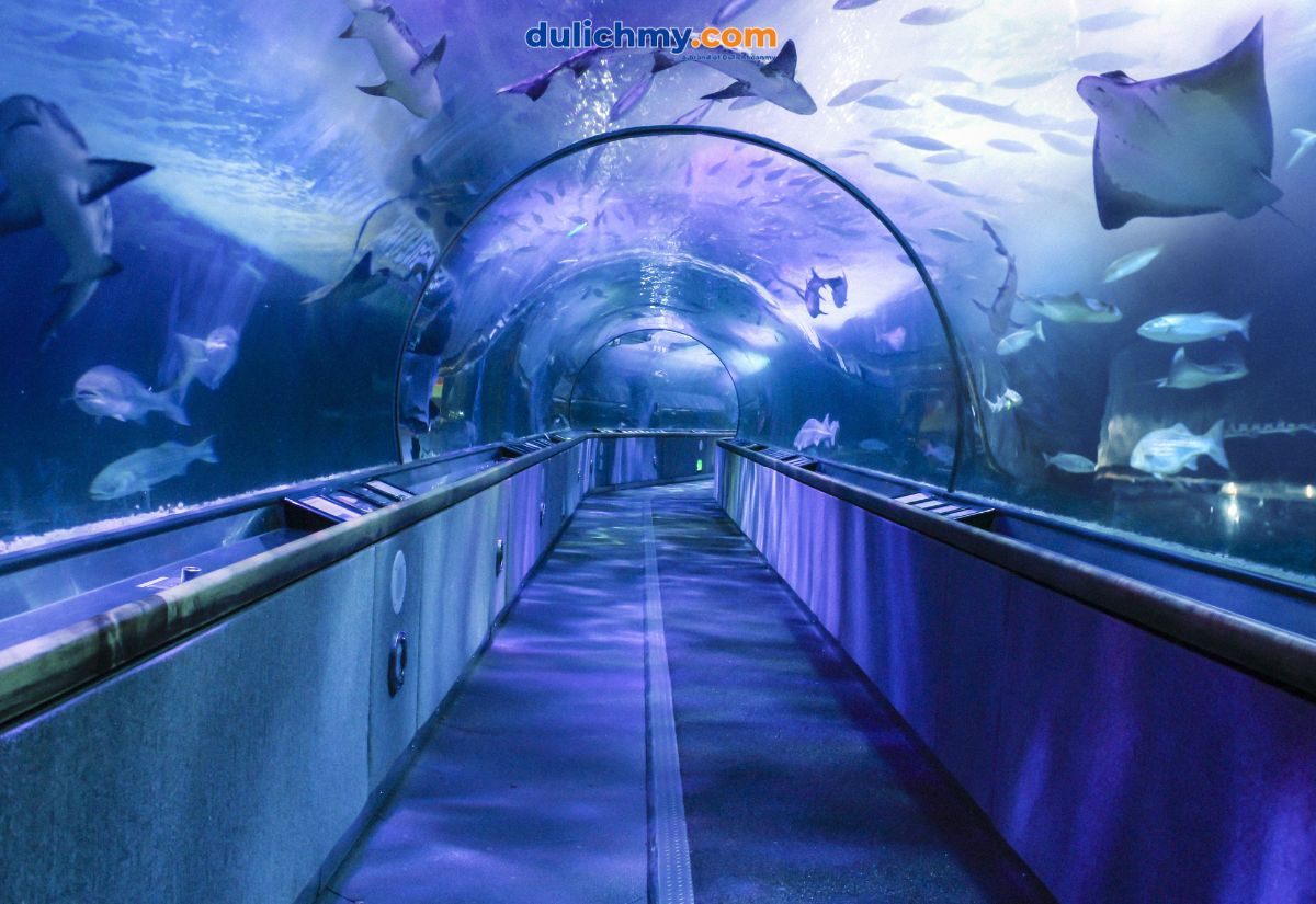Aquarium of the Bay