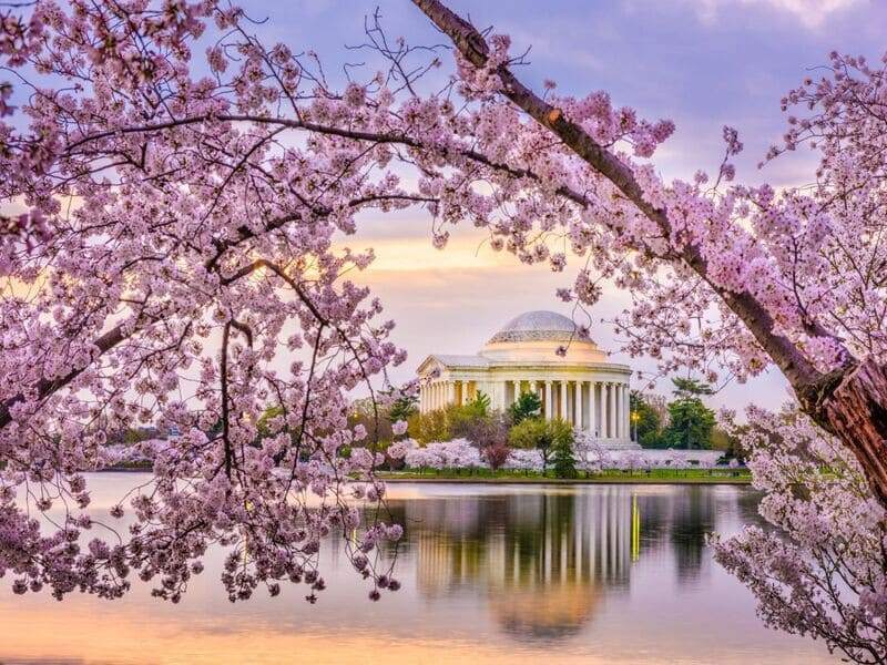mùa xuân ở mỹ hoa anh đào washington dc