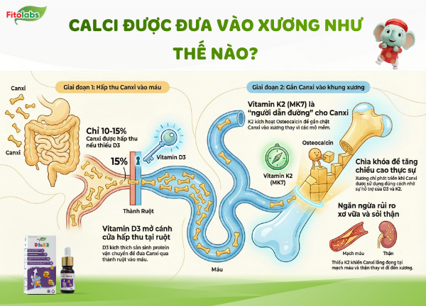 calci được đưa vào xương như thế nào?
