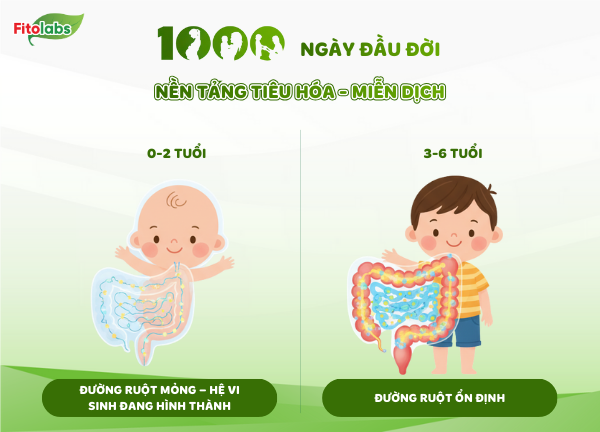 hệ tiêu hoá trong 1000 ngày đầu đời
