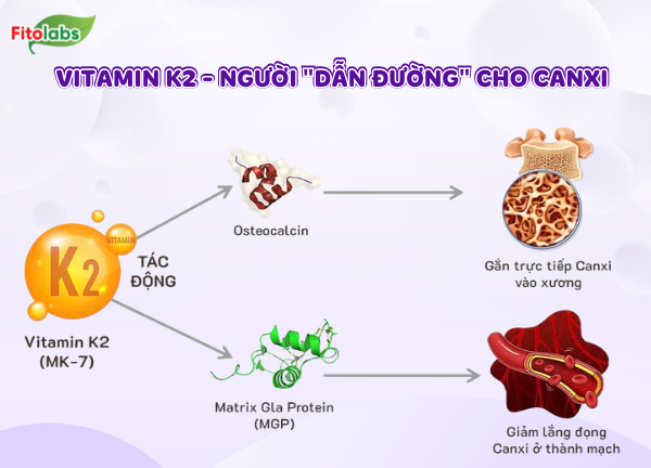 vitamink2 giúp đưa canxi vào xương