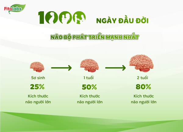 não bộ phát triển mạnh trong 1000 ngày đầu đời