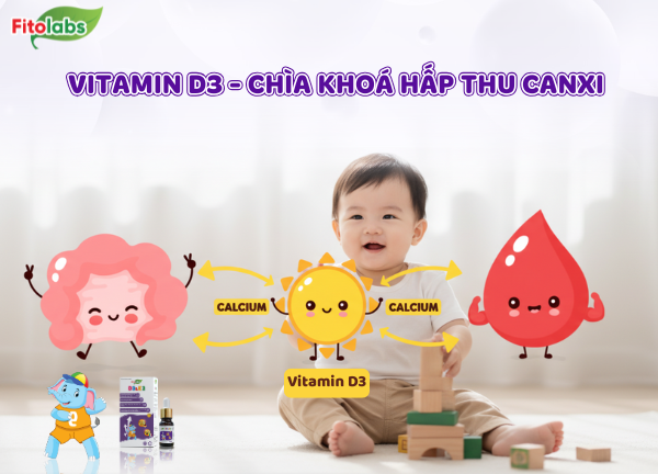 vitamin D3 giúp hấp thu canxi